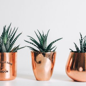 Succulents collection